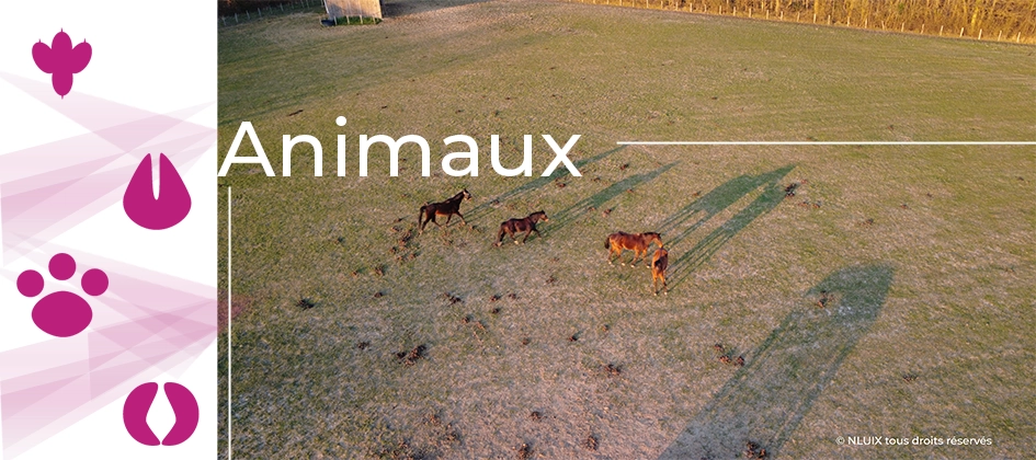 Galerie photos dédiée aux animaux