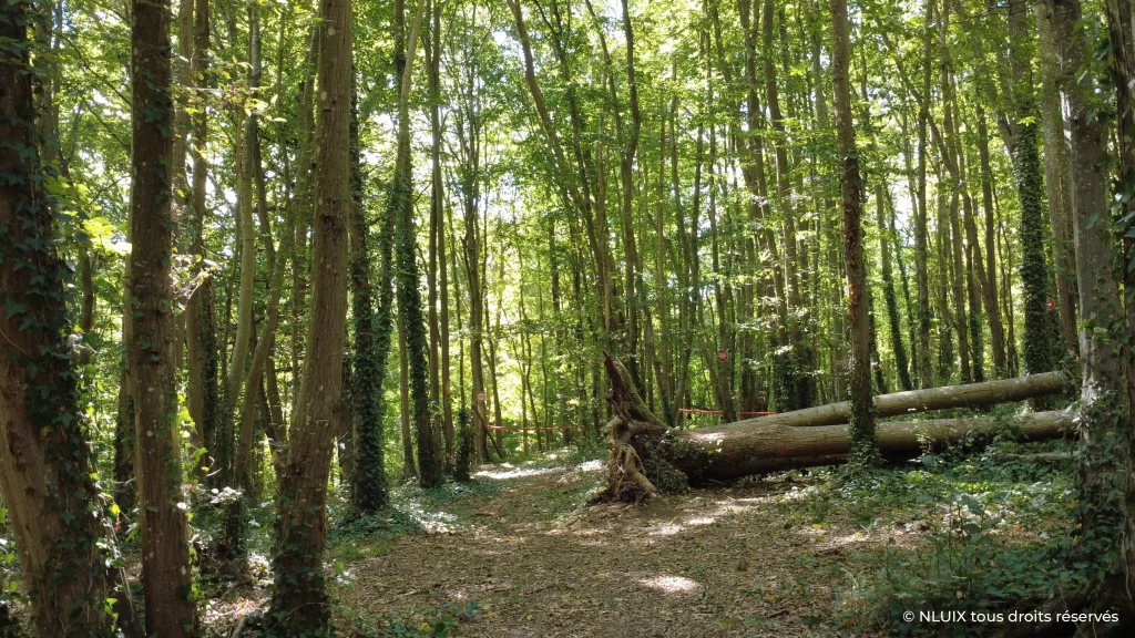 Une racine d'un arbre couché qui de loin, semble représenter une silhouette assise.
